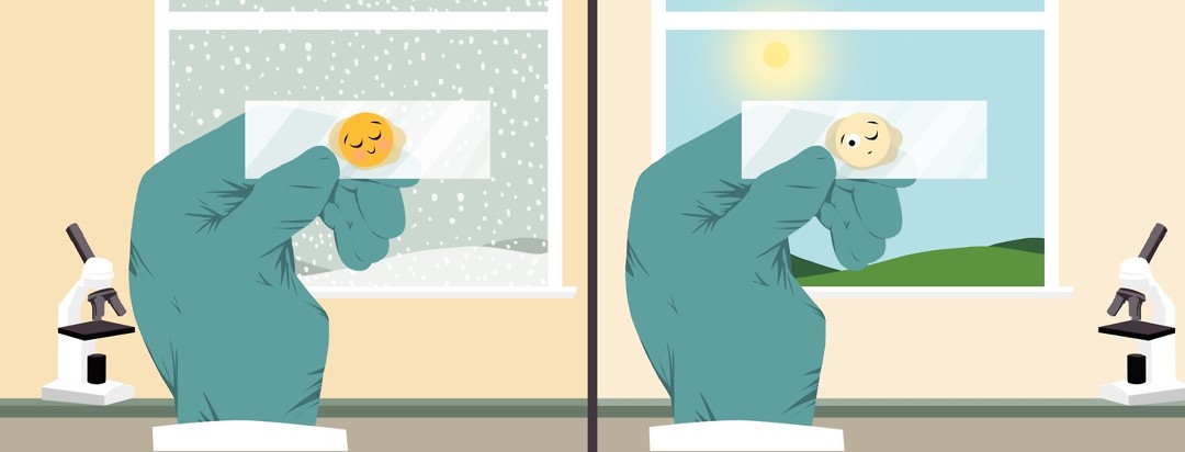 A hand wearing a medical rubber glove holds up a glass slide with a sleeping biopsy up to a window showing snow. The same scene is repeated but the biopsy now has one eye open and the window shows green grass and sunshine.
