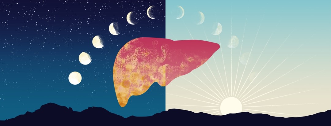 A sky is in two stages: night on the left and morning on the right. Moon phases arch over a liver which looks diseased and damaged on the left but healing and less diseased on the right.