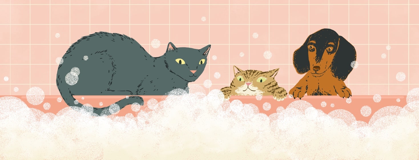 Two cats and a dachshund peer over the side of a bathtub into a bubble bath.