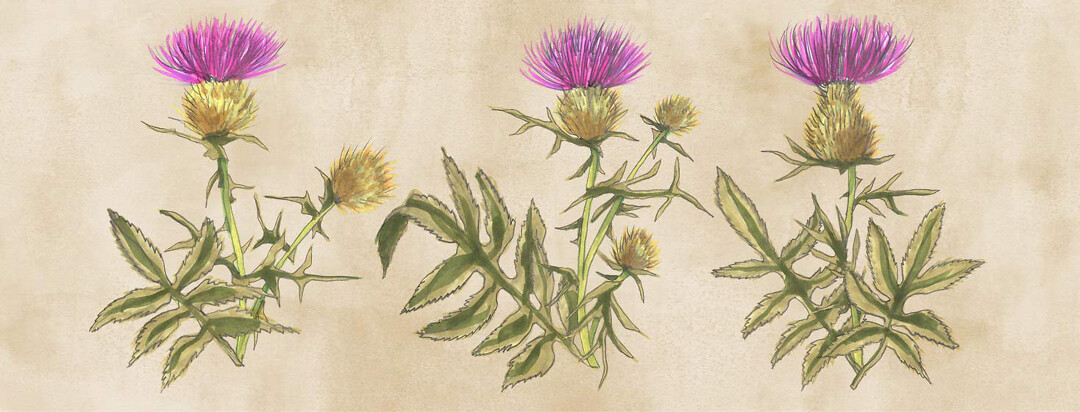 a vintage botanical illustration style of the milk thistle plant