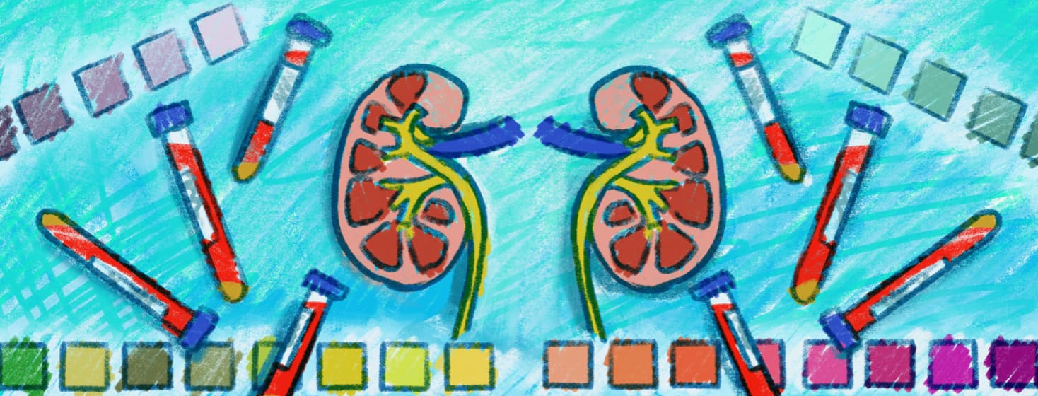 kidneys, urine test strips, blood vials